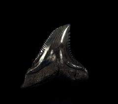 Real SC Hemipristis tooth for sale | Buried Treasure Fossils