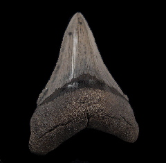 Big black Angustidens tooth for sale | Buried Treasure Fossils