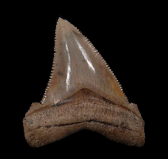 Green SC Angustidens tooth for sale | Buried Treasure Fossils