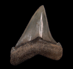 Green SC Angustidens tooth for sale | Buried Treasure Fossils