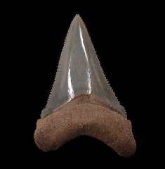 Quality SC Angustidens tooth for sale | Buried Treasure Fossils