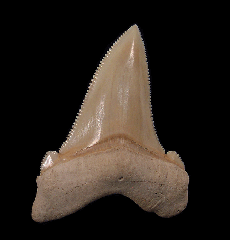 Nice Summerville Angustidens tooth for sale | Buried Treasure Fossils