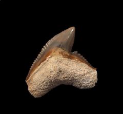 Ridgeville Tiger shark tooth for sale | Buried Treasure Fossils