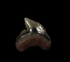 Ridgeville Tiger shark tooth for sale | Buried Treasure Fossils