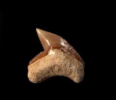 Colorful SC Tiger shark tooth for sale | Buried Treasure Fossils