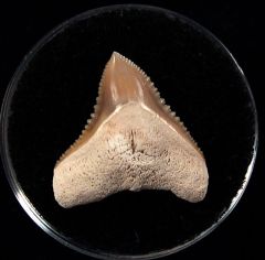 Top Quality SC Bull shark tooth for sale | Buried Treasure Fossils