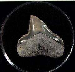 Rare So. Carolina Bull shark tooth for sale | Buried Treasure Fossils