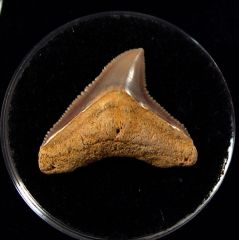 Carcharhinus leucas - So. Carolina