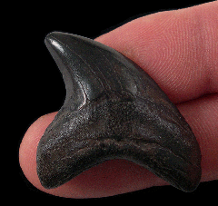 Rare Alopias grandis tooth for sale | Buried Treasure Fossils