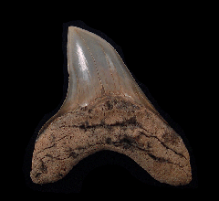 Rare Alopias grandis tooth for sale | Buried Treasure Fossils