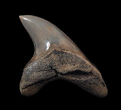 Rare Alopias grandis tooth for sale | Buried Treasure Fossils