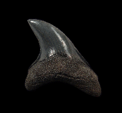 Rare Alopias grandis tooth for sale | Buried Treasure Fossils