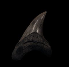 Top Quality Parotodus benedeni tooth for sale | Buried Treasure Fossils