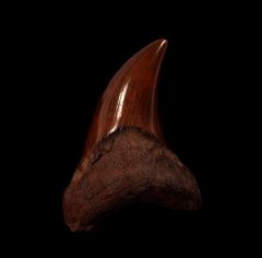 Top Quality Parotodus benedeni tooth for sale | Buried Treasure Fossils