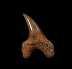 Rare early Parotodus benedeni tooth for sale | Buried Treasure Fossils