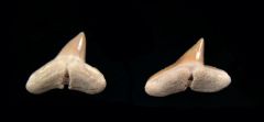 Sphyrna arambourgi tooth for sale from So. Carolina | Buried Treasure Fossils