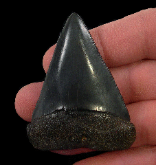 Colorful So. Carolina Great White shark tooth for sale | Buried Treasure Fossils