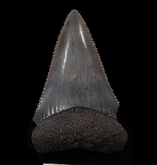 Colorful So. Carolina Great White shark tooth for sale | Buried Treasure Fossils