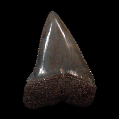 Colorful So. Carolina Great White shark tooth for sale | Buried Treasure Fossils