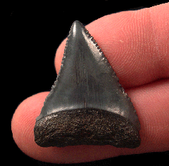 Black So. Carolina Great White shark tooth for sale | Buried Treasure Fossils