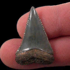 So. Carolina Great White shark tooth for sale | Buried Treasure Fossils