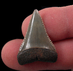 Real So. Carolina Carcharodon carcharias shark tooth for sale | Buried Treasure Fossils