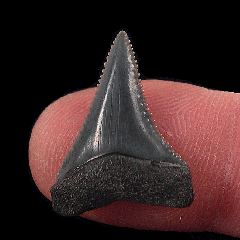 Real So. Carolina Carcharodon carcharias shark tooth for sale | Buried Treasure Fossils