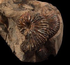 South Dakota Ammonite for sale | Buried Treasure Fossils