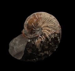 Hoploscaphites nodosus for sale | Buried Treasure Fossils