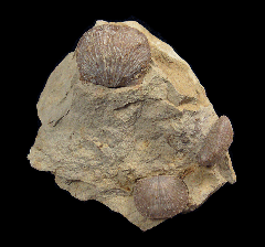 Mucrospirifer sp. - Brachiopod Display