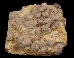 Orthstrophia strophomenoides - Brachiopods | Buried Treasure Fossils