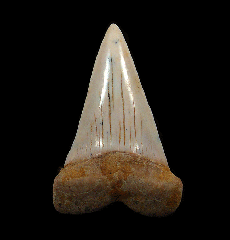 Sharktooth Hill Big-tooth Mako shark tooth for sale | Buried Treasure Fossils