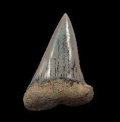 Sharktooth Hill Big-tooth Mako shark tooth for sale | Buried Treasure Fossils