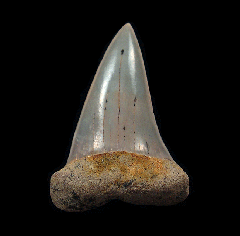 Sharktooth Hill Isurus hastalis tooth for sale | Buried Treasure Fossils