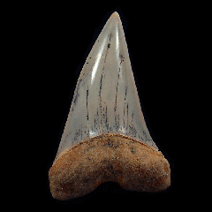 Real Sharktooth Hill Mako shark tooth for sale | Buried Treasure Fossils