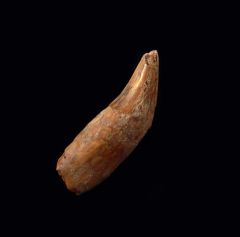 Top quality Allodesmus cheek tooth for sale from Sharktooth Hill