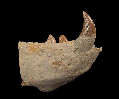 Sharktooth Hill Allodesmus jaw section for sale | Buried Treasure Fossil