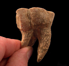 Rare Sharktooth Desmostylus tooth for sale | Buried Treasure Fossils