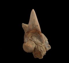 Carcharodon hastalis shark tooth display for sale | Buried Treasure Fossils