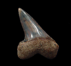 White Isurus planus tooth for sale | Buried Treasure Fossils