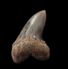 White Isurus planus tooth for sale | Buried Treasure Fossils