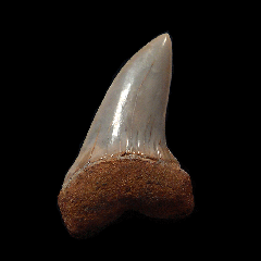 White Isurus planus tooth for sale | Buried Treasure Fossils