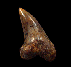 White Isurus planus tooth for sale | Buried Treasure Fossils