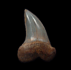 White Isurus planus tooth for sale | Buried Treasure Fossils