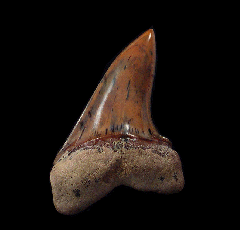 White Isurus planus tooth for sale | Buried Treasure Fossils