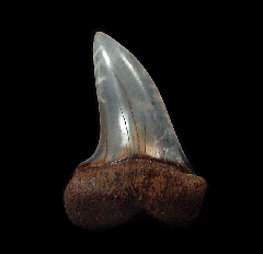 White Isurus planus tooth for sale | Buried Treasure Fossils