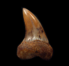 White Isurus planus tooth for sale | Buried Treasure Fossils