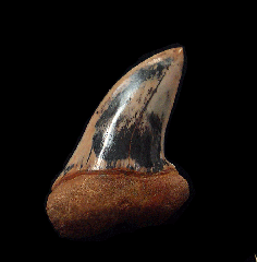 White Isurus planus tooth for sale | Buried Treasure Fossils