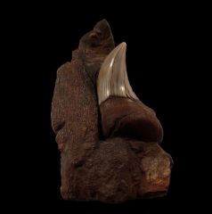 Real Sharktooth Hill Parotodus benedeni tooth for sale | Buried Treasure Fossils