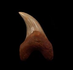 Real Sharktooth Hill Parotodus benedeni tooth for sale | Buried Treasure Fossils